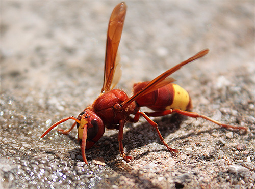 Lebah Oriental (Vespa orientalis)