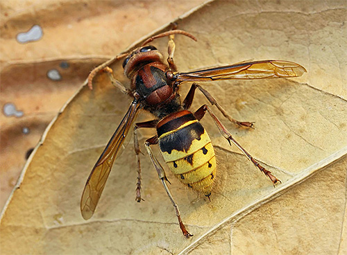 Foto menunjukkan seekor lebah Eropah biasa (Vespa Crabro)