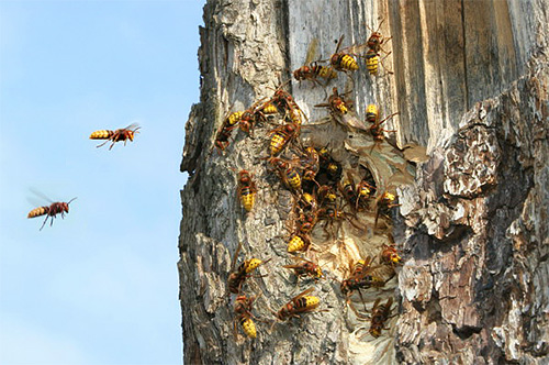 Selalunya, tanduk terbang ke tapak dari sarang yang terletak di tali pinggang hutan terdekat.