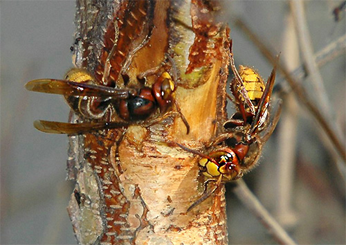 Hornet biasanya menggunakan kulit pokok yang dikunyah untuk membina sarang. 