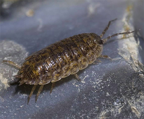 غالبًا ما يستقر Woodlice في المناطق الرطبة ، خاصة في الحمامات والمراحيض.