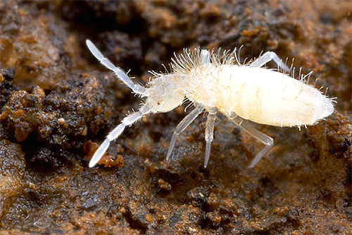 Serangga putih kecil dalam pasu bunga adalah springtails, perosak tumbuhan rumah.