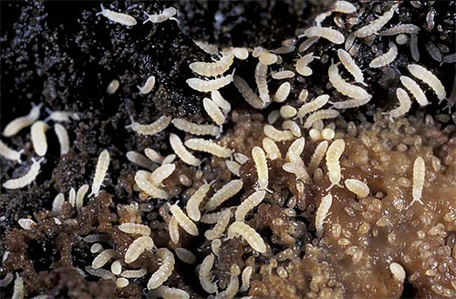 Foto menunjukkan springtails dalam pasu bunga dengan tanah.