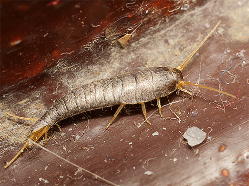 Silverfish di apartmen boleh memakan sisa organik dalam habuk