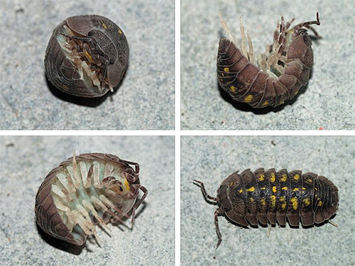 Woodlice adalah penunjuk yang baik untuk kelembapan berlebihan di dalam apartmen.