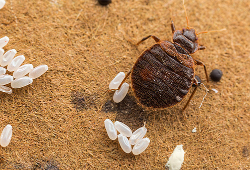 Telur bedbug jauh lebih tahan terhadap suhu rendah berbanding dewasa dan larva.