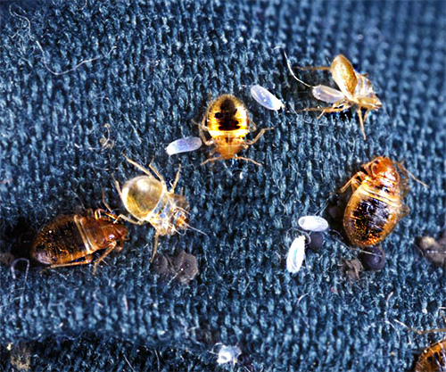 Pembekuan bedbugs perlu dilakukan sekurang-kurangnya dua kali dengan rehat kira-kira 2 minggu untuk memusnahkan serangga sepenuhnya yang mungkin.