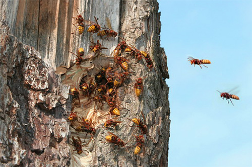 Sekiranya sarang tebuan berada di dalam rongga pokok, agen racun serangga hanya boleh dituangkan di sana, dan pintu masuk boleh tersumbat dengan kain yang direndam racun.