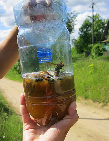 Foto menunjukkan contoh perangkap tebuan dan tebuan yang diperbuat daripada botol plastik biasa.