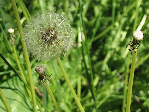 Untuk mengurangkan sedikit kesan sengatan tawon dalam alam semula jadi, anda boleh menggunakan jus dandelion.