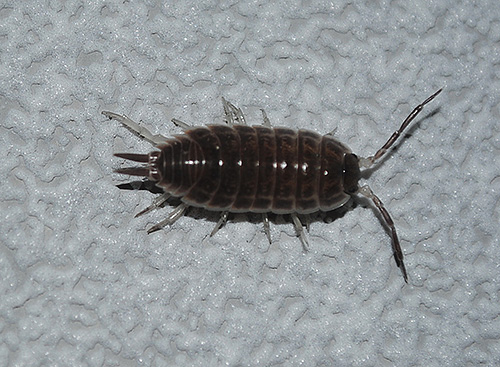 Armadillo (Armadillidium vulgare)