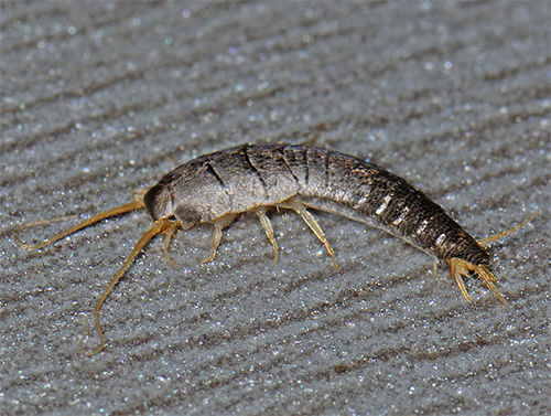 Silverfish, terkejut, dengan cepat melarikan diri ke tempat terpencil.