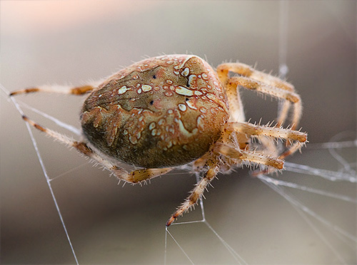 Labah-labah sarang labah-labah (Araneus diadematus)