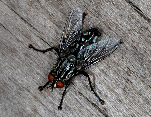 ذبابة العثة الرمادية (Sarcophagidae)