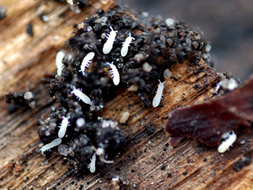 Springtail boleh didapati di dalam tanah pasu bunga tumbuhan dalaman