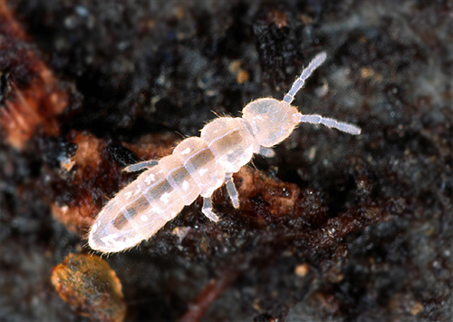 Apabila springtail menjadi banyak, ia boleh menyebabkan kerosakan yang ketara pada tumbuhan.