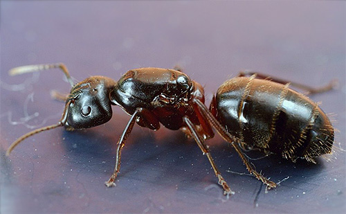 النمل النجار أحمر الصدر (Camponotus herculeanus)