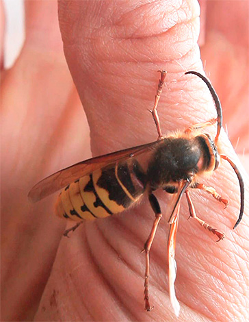 Jangan memandang rendah bahaya gigitan hymenoptera, kerana kadangkala ia menimbulkan reaksi alergi yang sangat teruk.