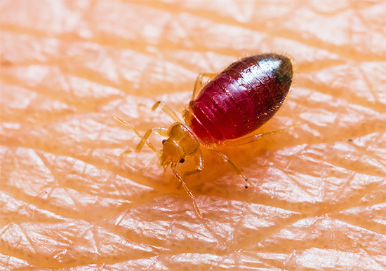 Larva pepijat menghisap darah