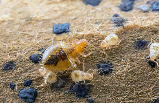 Selepas beberapa lama, telur yang masih hidup akan menetas menjadi larva kecil, yang berkemungkinan besar akan mati apabila bersentuhan dengan permukaan yang dirawat.