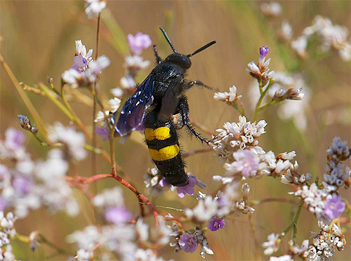 Scolia pada bunga