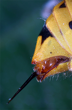 Sengatan yang ditunjukkan dalam foto adalah, sebenarnya, ovipositor yang telah berubah dalam perjalanan evolusi.