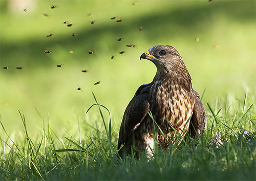 Buzzard madu dikelilingi oleh serangga yang terganggu