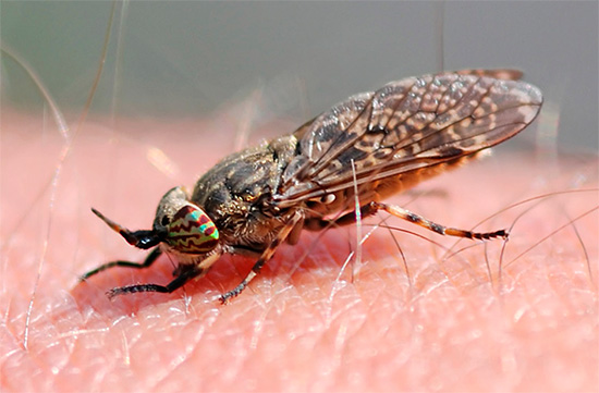 Lalat kuda menggigit dengan agak menyakitkan, meninggalkan bintik merah besar pada kulit.