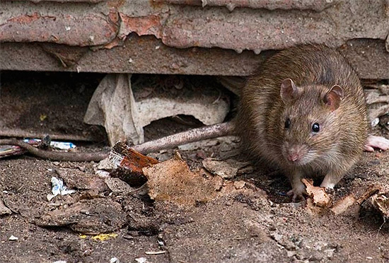 Sebagai peraturan, peranti yang benar-benar berkesan menghalau tikus agak mahal dan mempunyai kuasa yang meningkat.