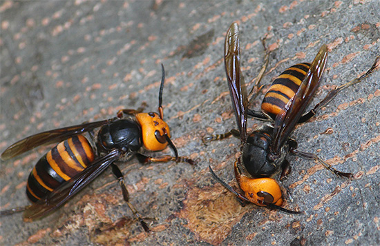 Hornet Jepun yang besar - Vespa Mandarinia