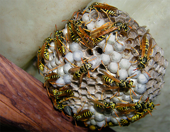 Larva serangga ini jelas kelihatan dalam sel berasingan sarang tebuan.