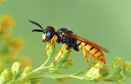 Penangkapan philanthus secara berkala akan membantu meminimumkan bilangan mereka di dalam apiari.