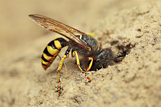 Gambar itu menunjukkan seekor philanthus betina membuat liang di atas tompok berpasir.