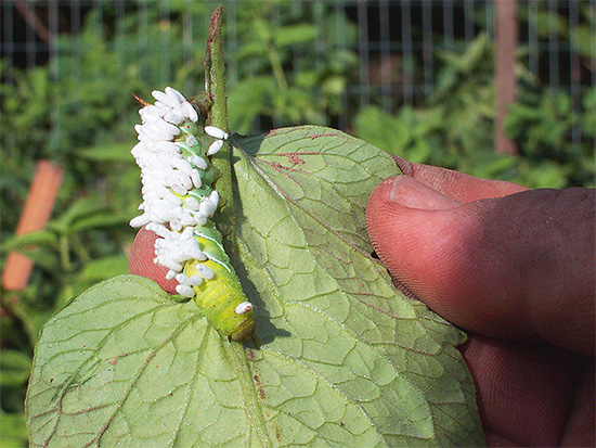 Foto menunjukkan contoh parasitisme larva salah satu spesies tebuan pada serangga lain.