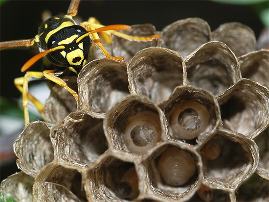 Tebuan dewasa terbang ke sarang untuk memberi makan larva.