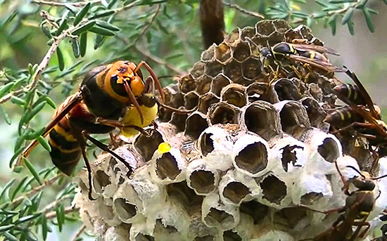 Foto menunjukkan bagaimana seekor tebuan Asia yang besar memakan larva tebuan betul-betul di dalam sarangnya.