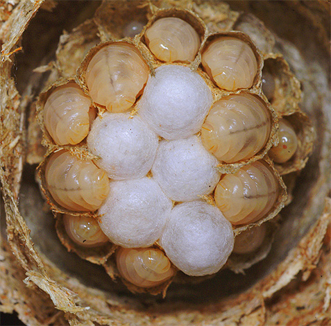 Larva tebuan kertas biasa di dalam sarang.