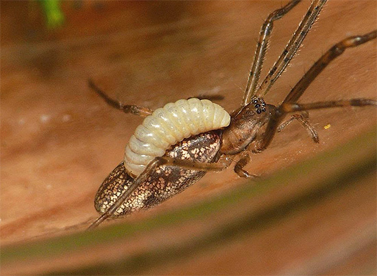 Larva beberapa spesies tebuan memakan secara langsung pada badan serangga yang lumpuh.