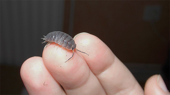 Woodlice sangat bersahaja dalam pilihan makanan mereka - kita akan bercakap lebih lanjut tentang apa yang mereka makan ...