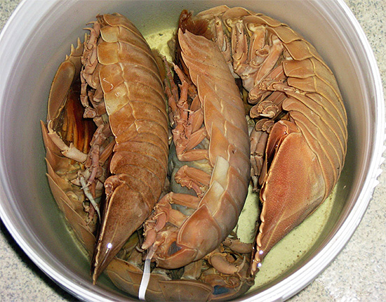 Kutu kayu itu sendiri adalah makanan untuk manusia, bersama-sama dengan udang, lobster dan ketam.