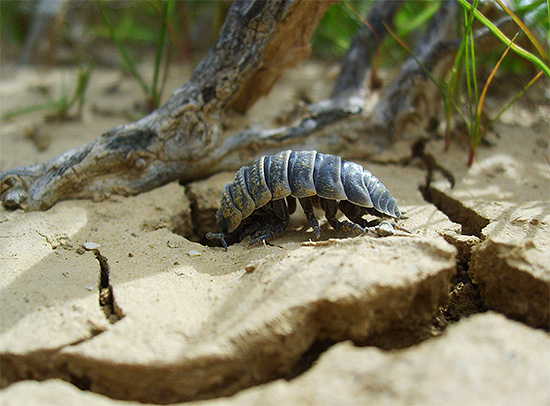 Woodlice مخلوقات خجولة نوعًا ما ويفضل الاختباء تحت العقبات وأوراق الشجر القديمة.