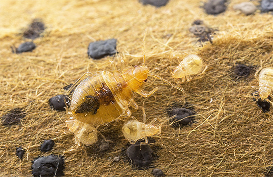 Larva muda akan menetas daripada telur pepijat yang masih hidup selepas diproses.