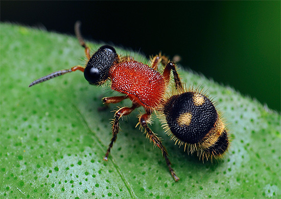 tebuan jerman