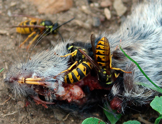 Serangga ini tidak menghina bangkai, yang akan berfungsi sebagai sumber makanan protein untuk larva yang sedang membesar.