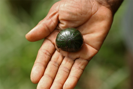 Lipan dari keluarga glomeris berbeza daripada kutu kayu - perisai terakhir yang besar kelihatan jelas (kiri).