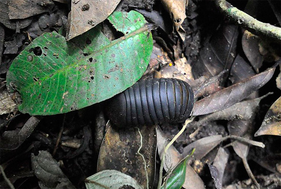 Lipan ini di antara daun yang gugur dengan mudah boleh disalah anggap sebagai kutu tanah gergasi.