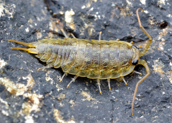 Kutu kayu pelagik tipikal (Ligia oceanica) yang hidup di zon antara pasang surut laut panas.