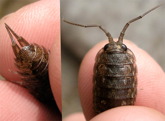 Semestinya saiz kutu laut ini tidaklah sehebat saiz isopod gergasi...