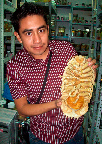 هذه هي الطريقة التي تبدو بها نسخة مجففة من Isopod Bathynomus giganteus العملاق (الصورة مأخوذة في مركز الأبحاث).