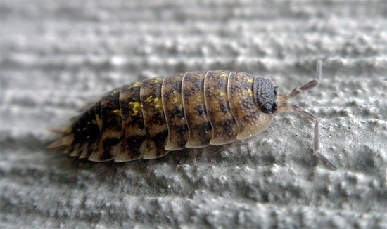 في بعض ممثلي Porcellio spinicornis ، يمكن أن تكون البقع الصفراء غير مرئية تقريبًا.